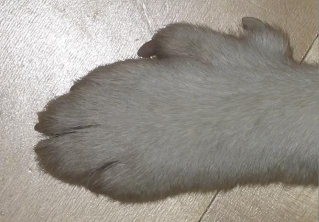 全球最稀有的 12 种狗狗，最少的一种仅剩不到 1000 只