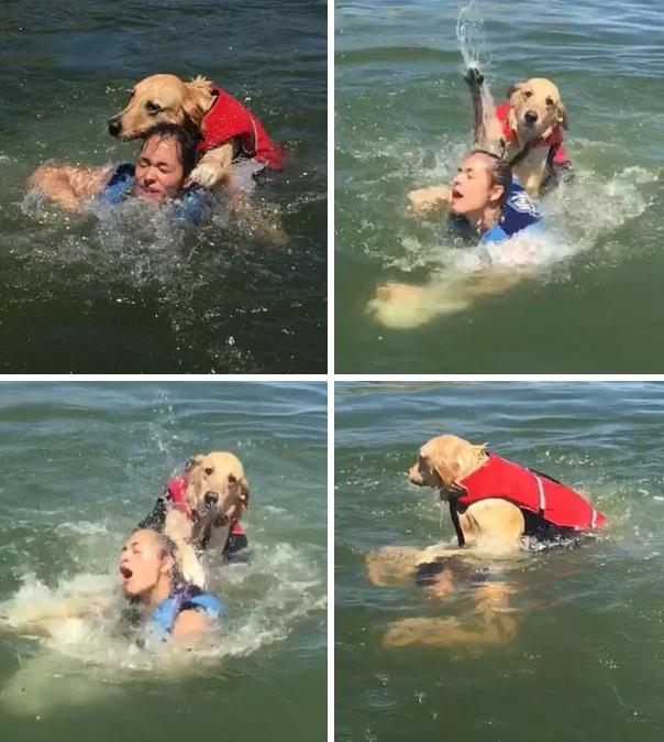 狗子们的沙雕时刻……简直笑到劈叉啊哈哈哈哈哈哈！！