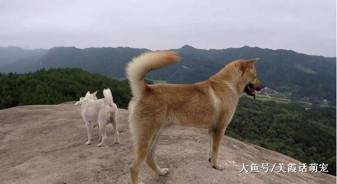 狗狗忠诚度前六名，杜宾犬垫底，实至名归