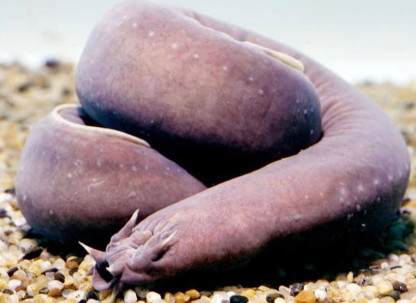 盘点那些不按套路自卫的动物,总是能成功的"恶心"到捕食者