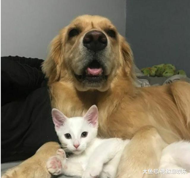 金毛叼回只小奶猫，当初只是看上它的颜值，猫长大后它才真正后悔