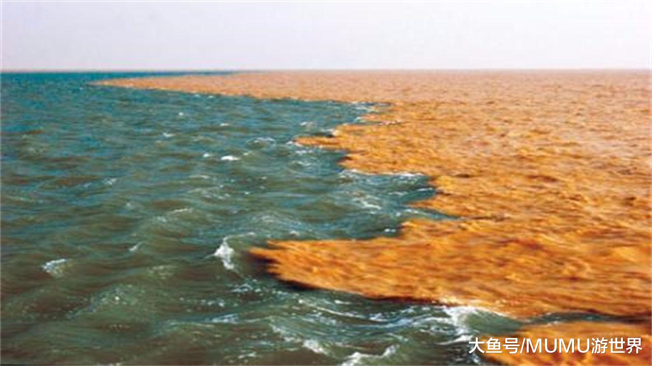 淡水鱼在海水中不能存活,那黄河流入大海后,河中的鱼去了哪里?