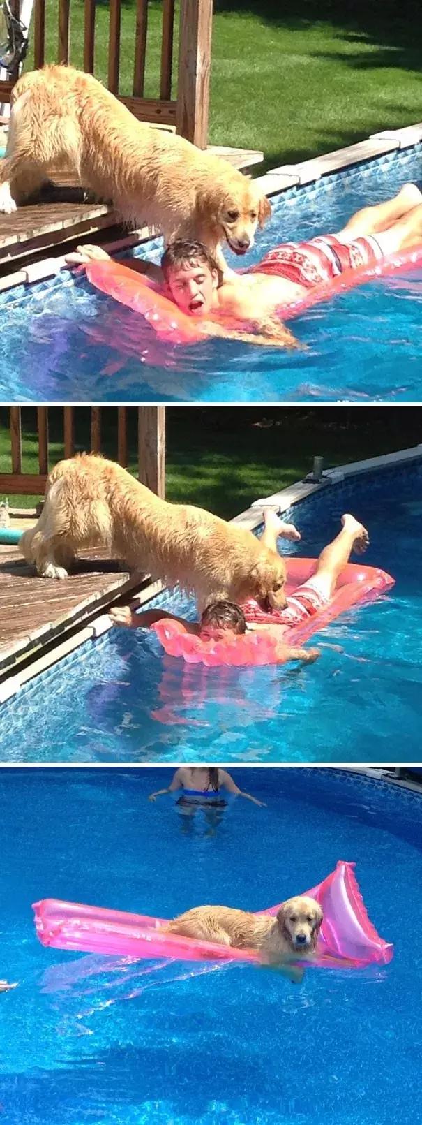 狗子们的沙雕时刻……简直笑到劈叉啊哈哈哈哈哈哈！！