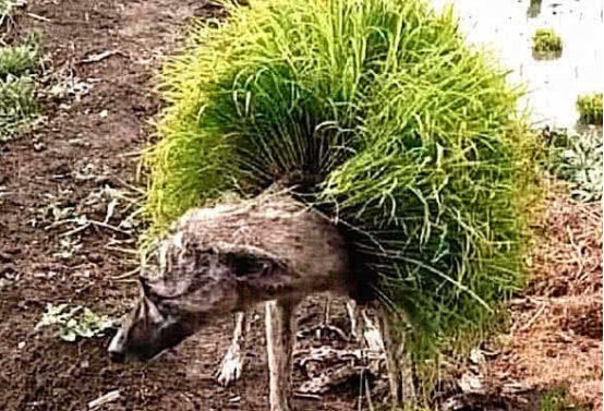 狗狗身上“长满”青草，样子很奇怪，蹲下一看忍不住泪目了！