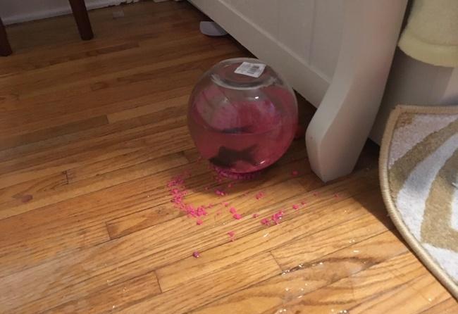 一组照片告诉你什么叫“福大命大”