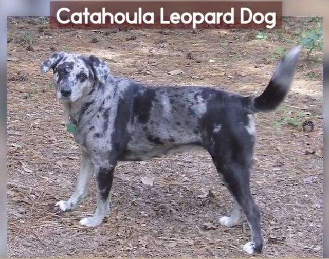 全球最稀有的 12 种狗狗，最少的一种仅剩不到 1000 只