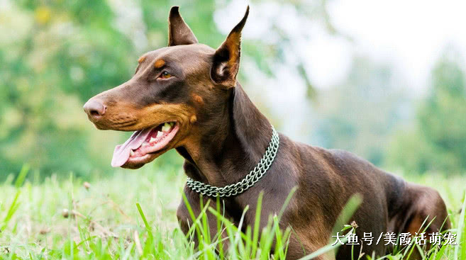 狗狗忠诚度前六名，杜宾犬垫底，实至名归