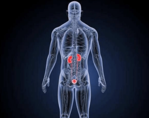 人的肾脏位置图片