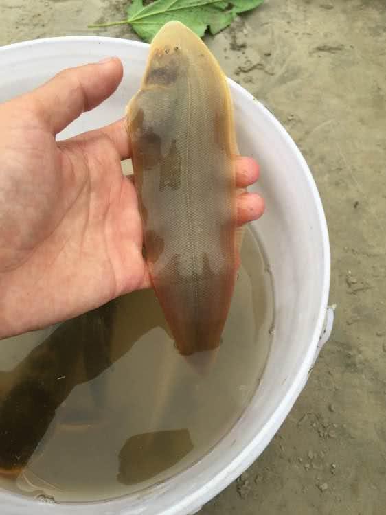 不敢吃！钱塘江出钓起“未知生物”，体型像树叶，入侵物种？