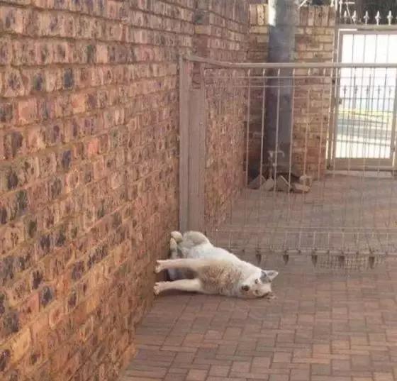 狗子们的沙雕时刻……简直笑到劈叉啊哈哈哈哈哈哈！！