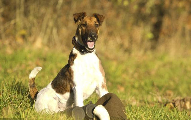 全球最稀有的 12 种狗狗，最少的一种仅剩不到 1000 只