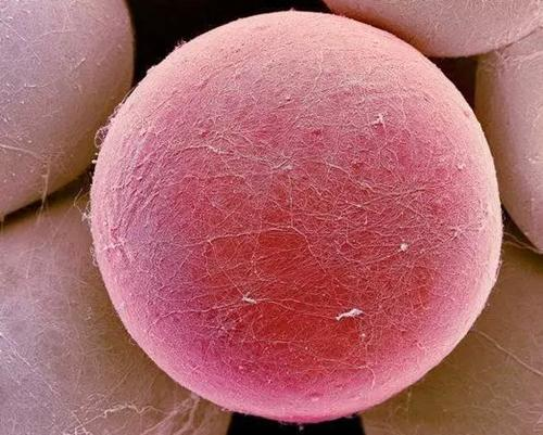 你所痛恨的脂肪，到底长什么鬼样子？是时候知道了