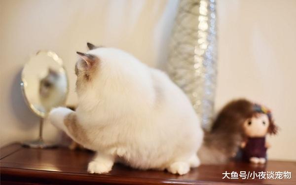 布偶貓喂什么毛長得好，上班族為什么不適合養布偶貓？