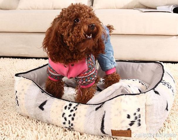 咋样做狗狗衣服 6c10ae735f6fc26a1f22b5420e599b23.jpg;,4,jpegx;3,700x.jpg