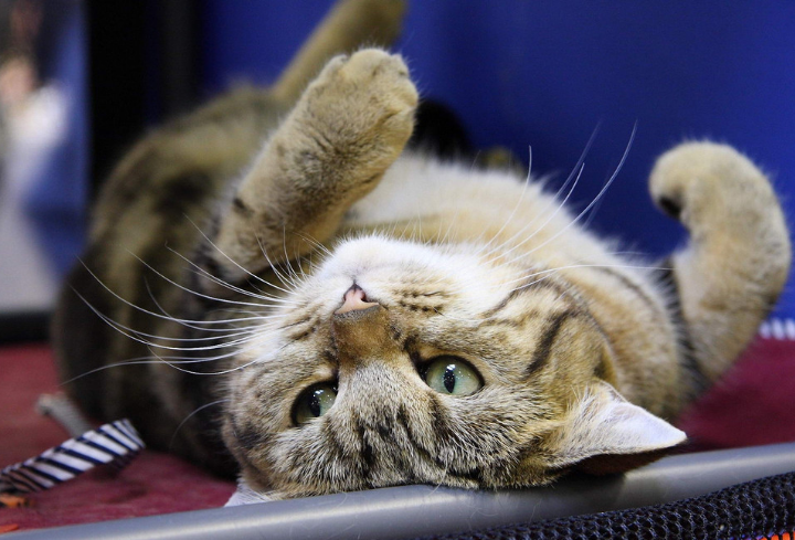 猫咪对主人作出的这些动作，主人都明白什么意思吗？