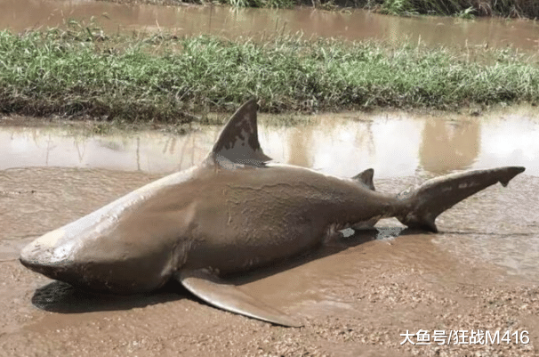 世界唯一在淡水生活的鲨鱼，危险程度仅次于大白鲨，“海中之狼”