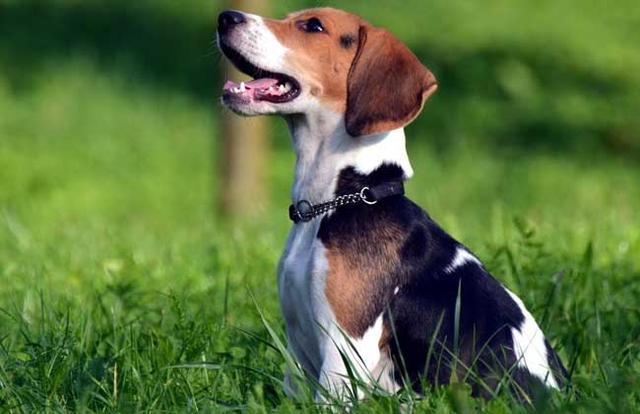 全球最稀有的 12 种狗狗，最少的一种仅剩不到 1000 只