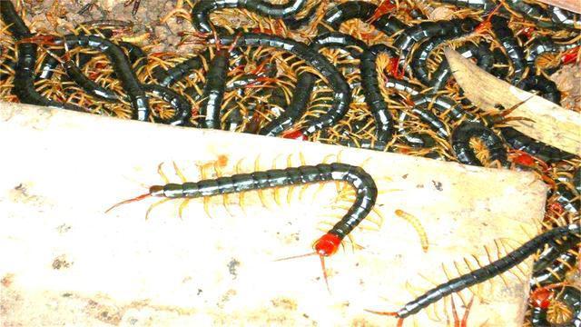 4亿年前它是地球上的“王者”，想吃谁吃谁，如今一脚就能踩死？