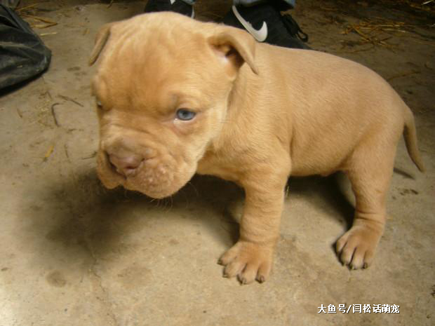 小狗也是吃货大王，护食主义者，拿走一颗试试