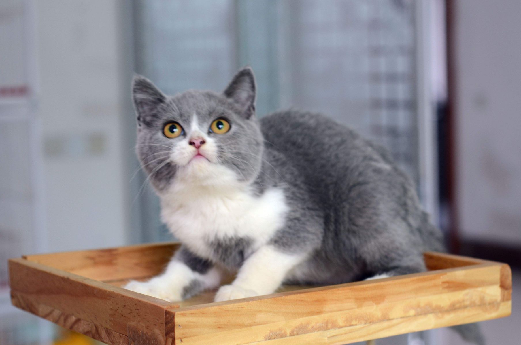 猫咪对主人作出的这些动作，主人都明白什么意思吗？