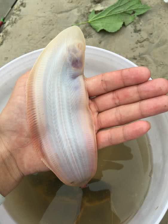 不敢吃！钱塘江出钓起“未知生物”，体型像树叶，入侵物种？