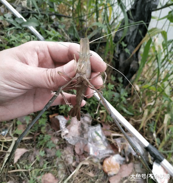 江苏省|江苏河道大虾泛滥，鱼钓不到，大虾却钓到两三斤，钓鱼人：反常