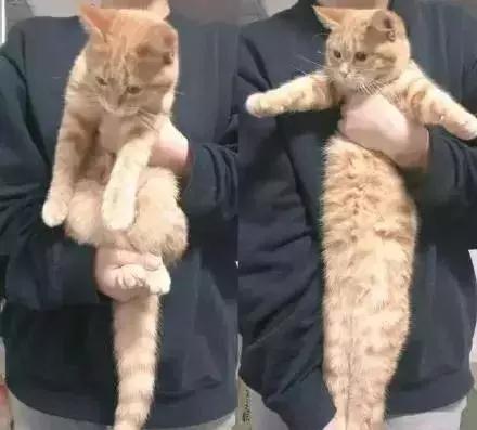 辟谣：抱猫先拎脖，80%的铲屎官都抱错了，很容易伤到猫咪