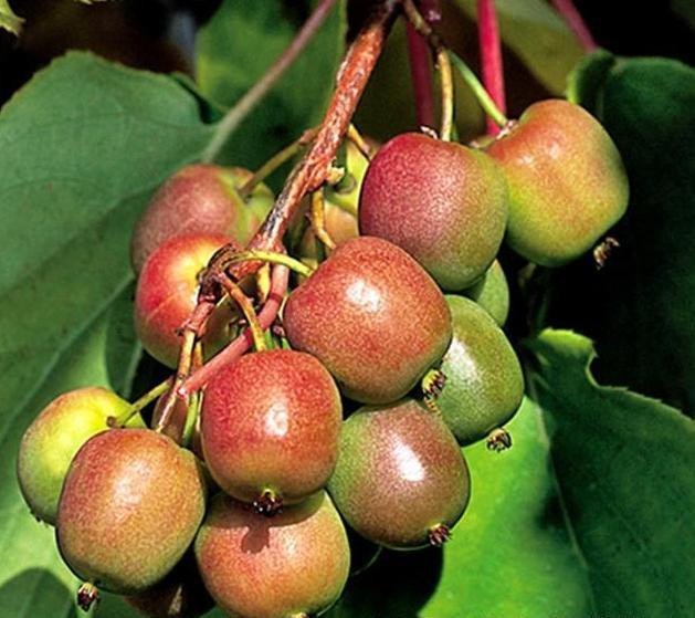 别种葱姜蒜了！此树我国特有，比石油珍贵，种下3棵来年吃撑吃不完！