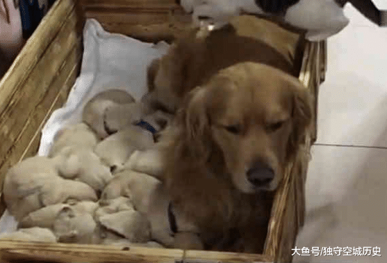 金毛生了一窝小奶狗，主人看完无语，谁是狗崽子的爸爸
