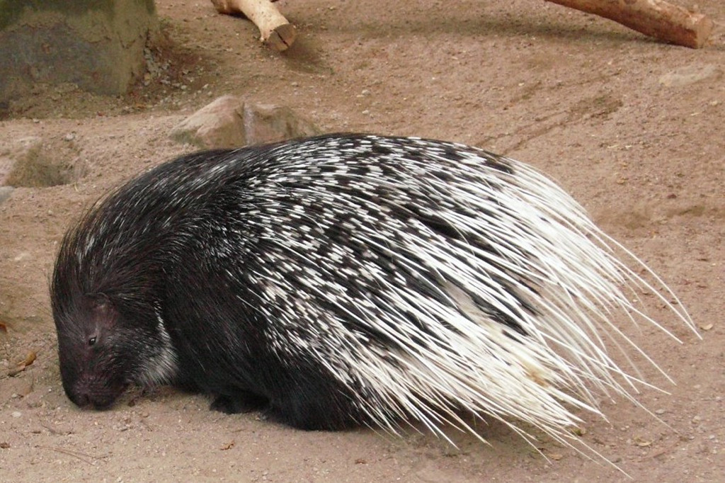 蟒蛇@蟒蛇嘴巴张到180度，吞下比自己粗几倍的猎物，直到被撑破肚皮