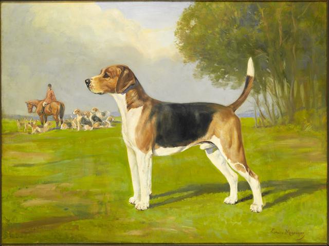 全球最稀有的 12 种狗狗，最少的一种仅剩不到 1000 只