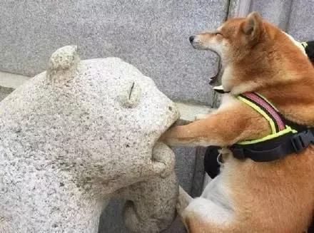 狗子们的沙雕时刻……简直笑到劈叉啊哈哈哈哈哈哈！！