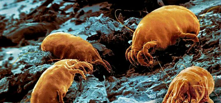 家里螨虫超级多？只需一根草，不到1毛钱，螨虫全部死光光