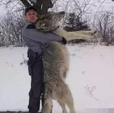 奇异世界: 十大巨型动物, 大到超出你的想象!