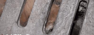 大金毛散步时突然停在下水道前……竟然避免了一起命案！