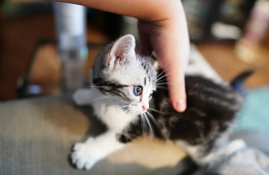 猫咪对主人作出的这些动作，主人都明白什么意思吗？