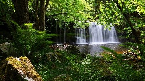 【运势】4月25日开始，喜鹊叫不停，桃花旺盛，横财大发，添丁添财3生肖