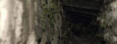 大金毛散步时突然停在下水道前……竟然避免了一起命案！