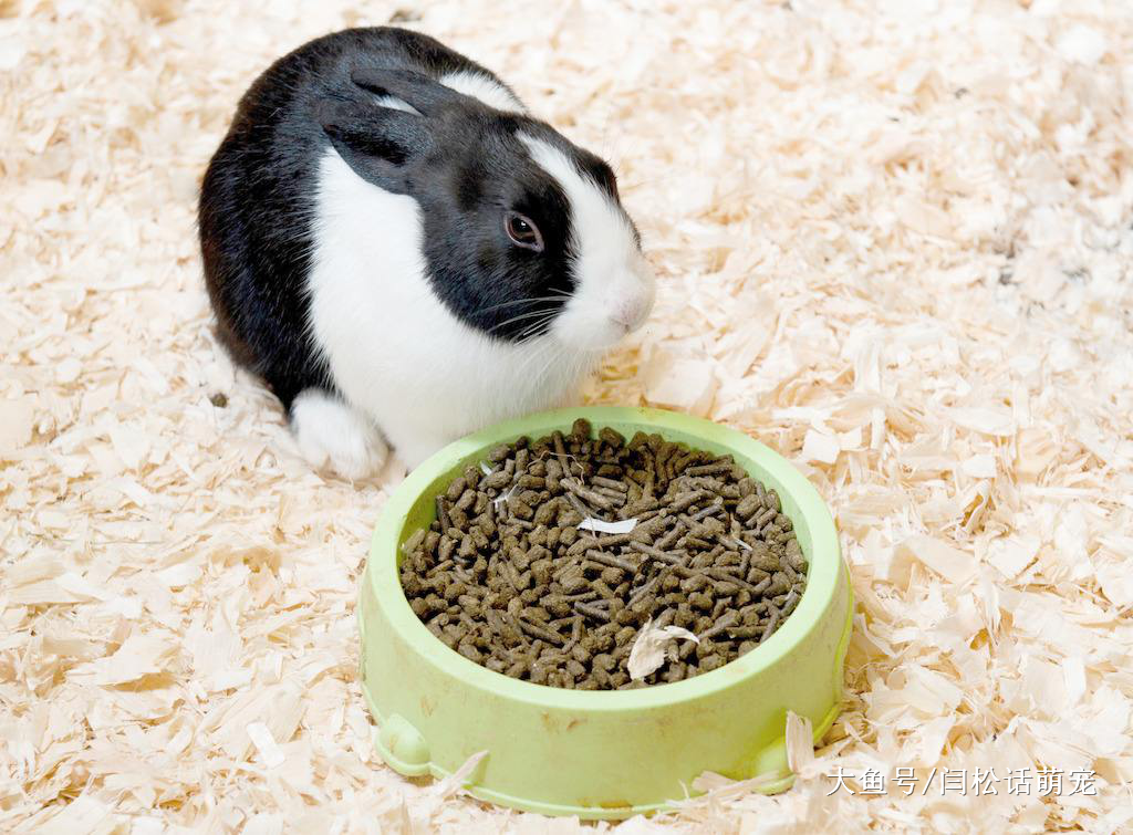 这里有很多爱干净的“兔八哥”，你值得拥有