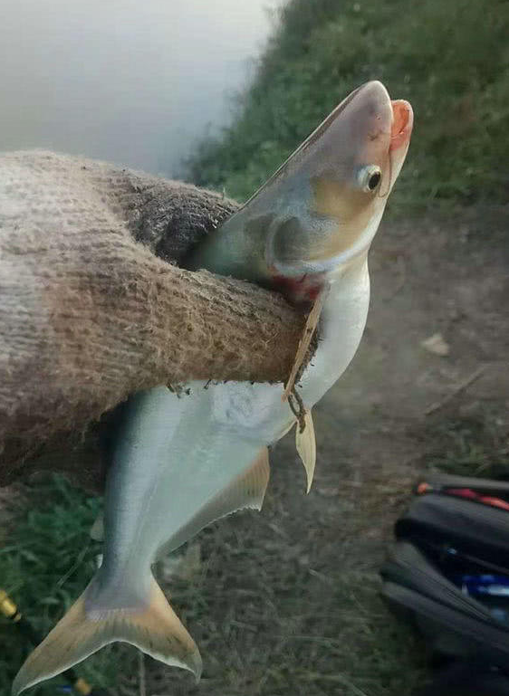 长江出现鲨鱼? 长江中下游, 多地有人钓起白色“小鲨鱼”