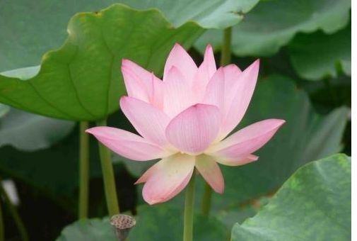 属蛇▲不能打骂的3大生肖女，年纪越大越旺夫，生活越发幸福！