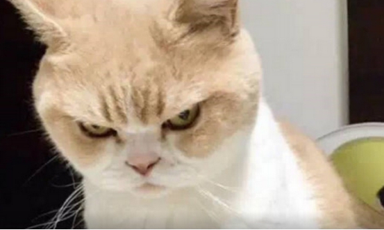 猫挨打后会记仇吗？猫犯了错，为什么挨打也不改？