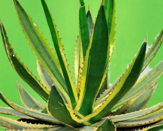 新房内甲醛超标，都是白血病人心惶惶的，专家：天敌是这几个