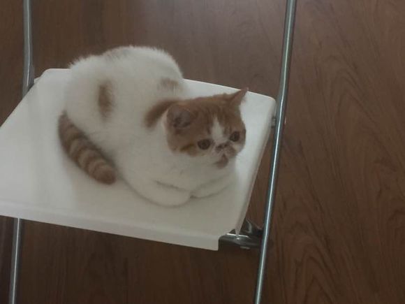 猫咪对主人作出的这些动作，主人都明白什么意思吗？