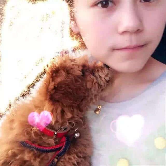 留心！泰迪舔人不全是喜欢你，还暗示着这5个意思！