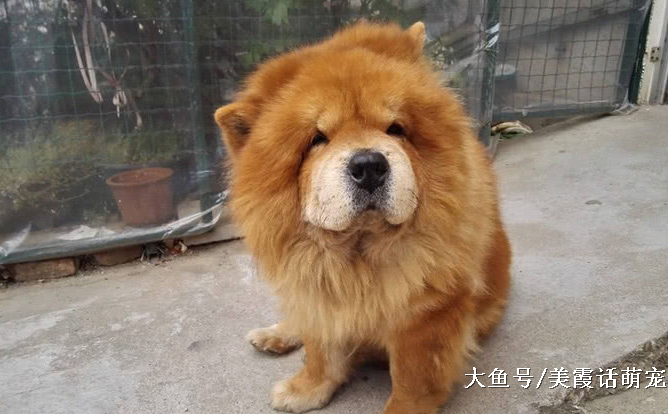 狗狗忠诚度前六名，杜宾犬垫底，实至名归