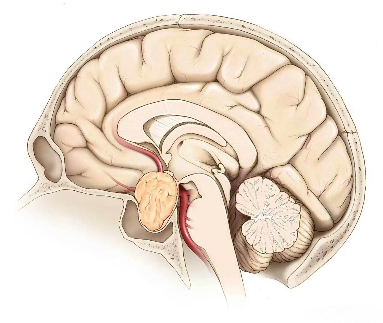 这种由尸体中提取的激素，带来了人类已知的最恐怖的病毒