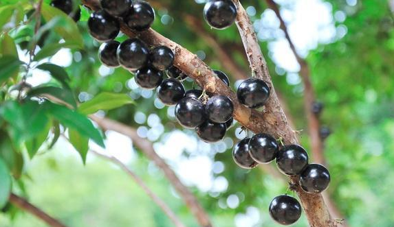 我国最高产的果树, 两个月结果一次, 落地就活, 结果吃不完!