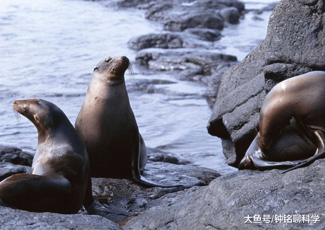 贝加尔湖为什么那么深？周围有什么生物没有？
