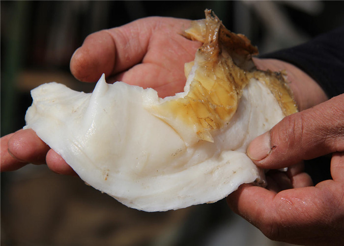 水淹不死火烧不死的生物?用刀切开还继续生长,曾是帝王的贡品!